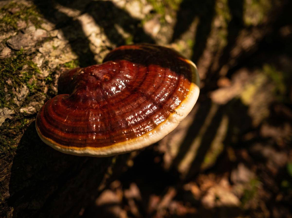 Reishi (Ganoderma lucidum) — hemmt den Entzündungs-Hauptschalter NFκB
