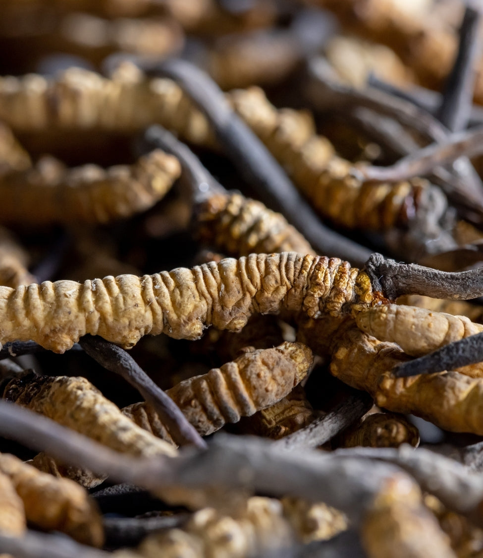 Cordyceps Tibetischer Raupenpilz
