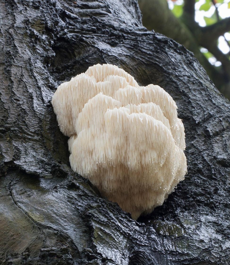 Hericium Igelstachelbart