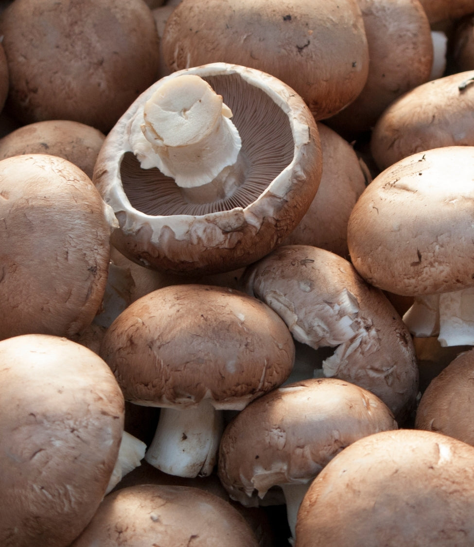 Mandelpilz Agaricus blazei Murill